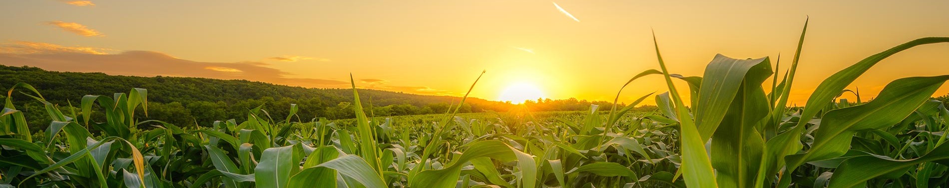 Sunset over corn field.